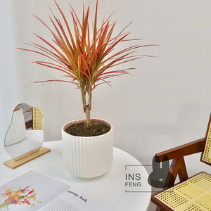 insfeng七彩铁千年木室内大盆栽办公室客厅除甲醛大型植物龙血树