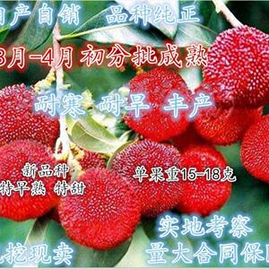 早熟杨梅新品种 反季节 三月红杨梅树苗 比东槐杨梅早50天左右