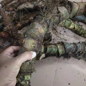 新鲜水刺芋勒慈姑竻慈姑天河芋水刺芋水竻钩竻芋竻藕勒慈茹1斤