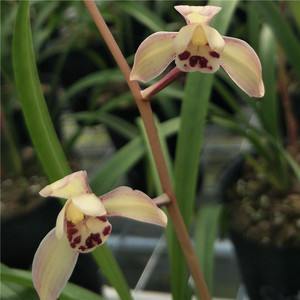 花仙子 东方仙子荷花仙子 水仙瓣矮种建兰四季兰花苗植物盆栽包邮