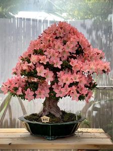 日本进口皋月杜鹃 寿光冠 庭院盆景 花园阳台植物盆栽 进口盆景