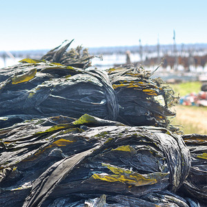 福建天然野生厚海带3斤霞浦特级日晒新鲜干海带散装海鲜干货特产