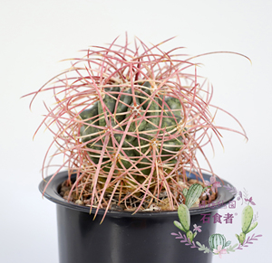 妍远仙园 琥头 强刺球属 实生稀有进口仙人球 精品多肉植物盆栽