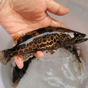 【斑鳜鱼鱼苗】斑鳜鱼鱼苗品牌,价格 - 阿里巴巴