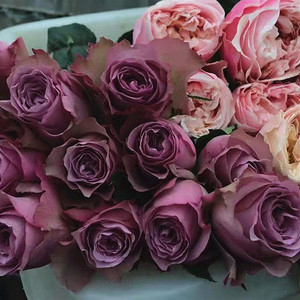 小花农月季坞蒙特马特四季大花多花玫瑰花苗庭院花园花卉阳台盆栽