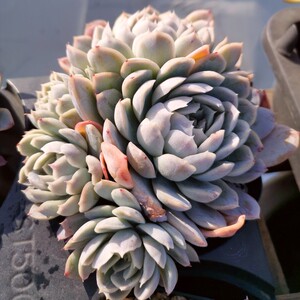 墨西哥雪球群生多肉植物一物一拍 多头老桩多肉实拍