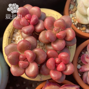 小玉葡萄 正版圆滚贵货多肉植物 叶片叶插 新品多肉贵货多肉叶子