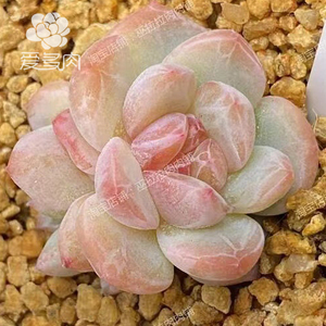 夜明珠 巫拉拉家正版杂交贵货多肉植物 叶片叶插新品多肉贵货叶子