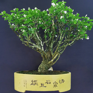 重瓣茉莉花老桩盆景花卉植物室内带花苞园艺庭院开花不断一物一拍