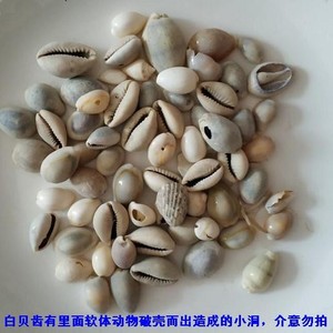 中药材 白贝齿 500克 贝子