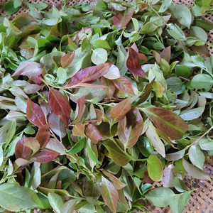 新鲜乌饭叶南烛树叶乌饭树叶乌树叶乌饭草乌米饭乌米粽带杆子