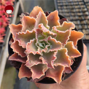 紫涵园艺 蓝狐 多肉植物高砂之翁包菜型肉肉美观老桩盆栽花卉阳台