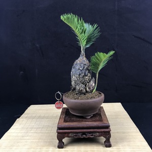 白鳞铁树盆景