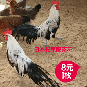 日本长尾鸡