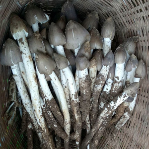 鸡枞菌新鲜野生菌菇云南野生菌四川斗鸡公三塔菇伞把菇鲜火把鸡枞