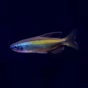 黄金二线刚果灯鱼二线刚果灯刚果二线鱼南美热带观赏鱼