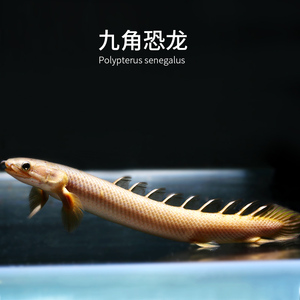 金恐龙九角龙九节龙活体虎纹恐龙王鱼凶猛中型热带观赏鱼肉食猛鱼
