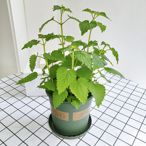 藿香苗花卉盆栽薄荷大盆驱蚊花草鱼香草阳台摆放好养活室内