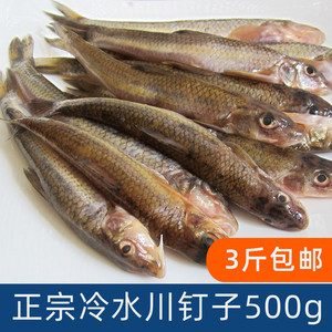 东北野生冷水小河江鱼川丁子鱼淡水船钉子鱼川钉子鱼