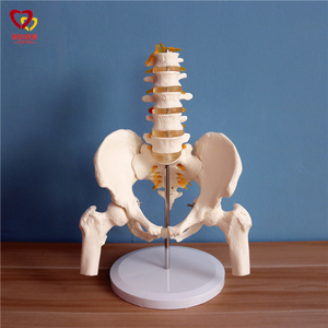 5节腰椎带骨盆模型人体骨骼模型骨架仿真正骨拼装医用真人教学