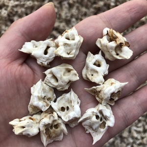 原色天然生猪惊骨猪精骨安睡防吓宝宝儿童成人红绳手链饰品