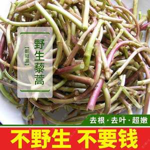 顺丰3斤装江西特产鄱阳湖野生藜蒿芦蒿泥蒿野菜新鲜现摘现发包邮