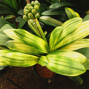 君子兰佛光盆栽苗