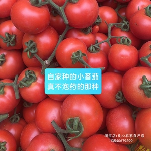 小番茄西红柿5斤新鲜水果蔬菜小西红柿子甜火柿子农产品沙瓤番茄