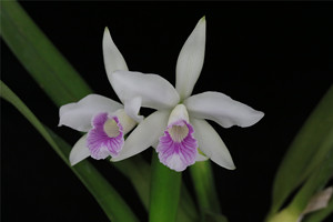purpurata russeliana #3深桃红唇婆婆卡特兰洋兰花