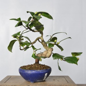 中国记忆 日本茶梅出云大社红花小品盆景海29盆栽进口现货