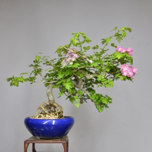 中国记忆日本红花山楂5号 开花结果小品盆景盆栽 进口现货