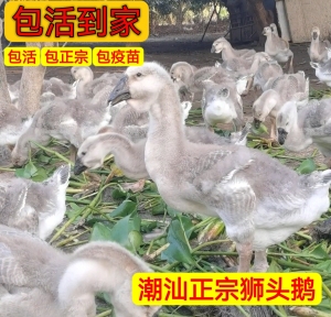 尚鲜正宗特大种纯种狮头鹅活苗挂脖脱温苗2-5斤潮汕饶平狮头鹅苗