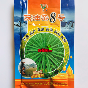 油菜甘蓝型种子