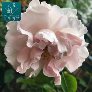 伊芙妖精香水月季花苗大花浓香盆栽四季开花卉玫瑰阳台庭院绿植物