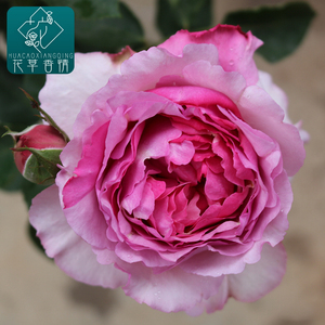 伊芙草莓树大花浓香切花包子阳台月季花苗盆栽四季开花卉玫瑰植物