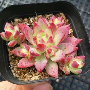 多肉植物红蔓莲