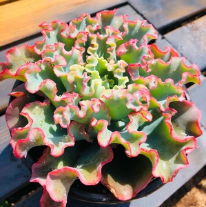 多肉植物韩国进口多肉水瓶座女神包菜水瓶座包菜贵货正版满额包邮