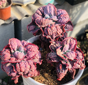 埃特纳火山狂澜疙瘩瘤子包菜多肉植物稀少奇趣萌肉满额包邮
