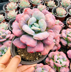 心之月多肉植物新品月之心叶片雨滴斑瘤状爱心多肉桌面花卉盆栽