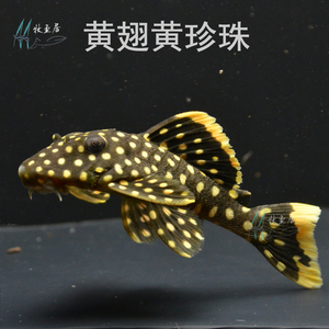 黄翅黄珍珠异型鱼活体皇后黄珍珠异型鱼异形鱼活体热带淡水观赏鱼
