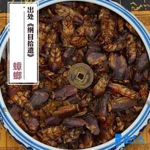250克 药材 蟑螂（俗称偷油婆）干品入药用 养殖于四川省西昌非野