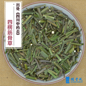 四棱筋骨草