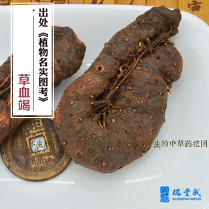 500克 药材 草血竭( 一口血 蛇疙瘩 血三七)不是拳参 产地云南