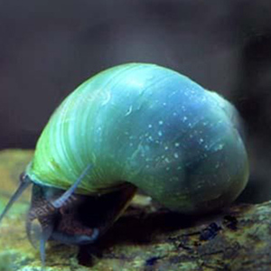 蓝象牙螺 鱼缸宠物螺观赏螺活体宠物除藻蜗牛神秘螺清理鱼粮