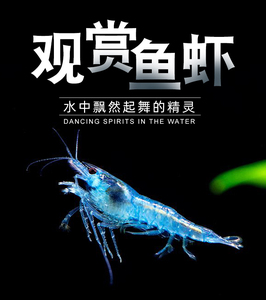 蓝宝石虾宠物清藻虾蓝色活体虾观赏虾