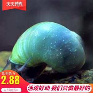 蓝象牙螺 鱼缸宠物螺观赏螺活体宠物除藻蜗牛神秘螺清理鱼粮