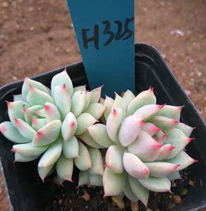 tp蒂比 韩国进口景天科多肉植物绿植盆栽花卉鲜花