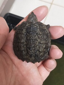 【北美一号】北美一号品牌,价格 - 阿里巴巴