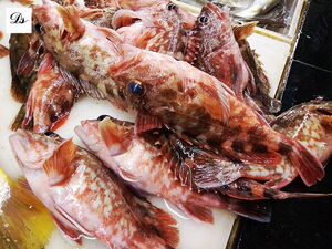 舟山嵊泗 海钓新鲜虎头鱼石斑鱼 500g(3条左右/斤)食用水产产品