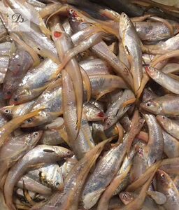 舟山新鲜鲜活凤尾鱼 齐鱼 500g 斤水产食用产品鲜活